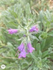 Echium plantagineum