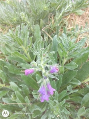 Echium plantagineum