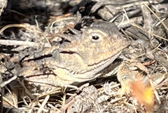 Phrynosoma platyrhinos