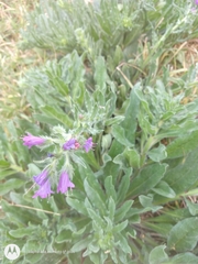 Echium plantagineum