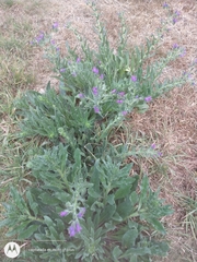 Echium plantagineum