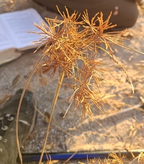Cyperus odoratus
