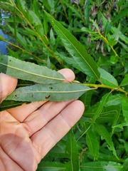 Salix humilis