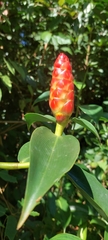 Costus woodsonii