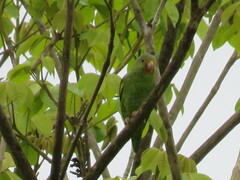 Brotogeris cyanoptera