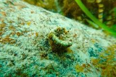 Homophyllia australis