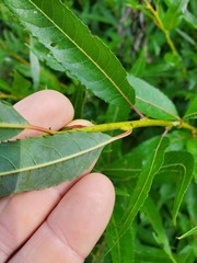 Salix humilis