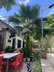 Saribus rotundifolius