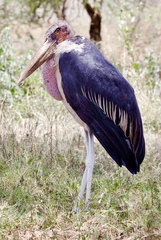 Leptoptilos crumenifer