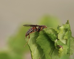 Polistes bellicosus