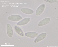 Hymenoscyphus immutabilis