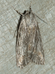 Chlenias zonaea