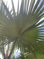 Saribus rotundifolius