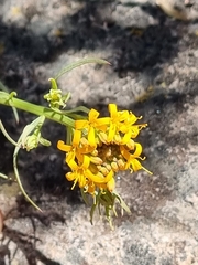 Quinchamalium chilense