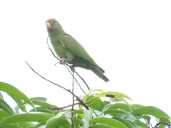 Brotogeris cyanoptera