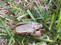 Polyphylla decemlineata