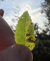 Stigmella anomalella