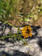 Quinchamalium chilense
