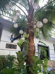 Saribus rotundifolius