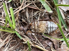 Polyphylla decemlineata