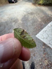 Stigmella anomalella