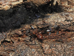 Diacrita costalis
