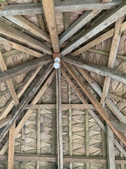 Saribus rotundifolius