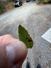 Stigmella anomalella