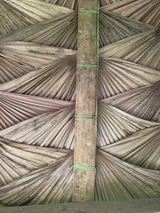 Saribus rotundifolius