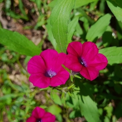 Calibrachoa caesia