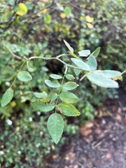 Stigmella anomalella