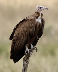 Necrosyrtes monachus