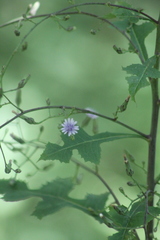 Lactuca floridana