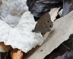 Hermeuptychia sosybius