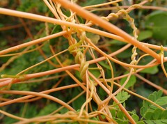 Cassytha filiformis