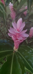 Alpinia purpurata image