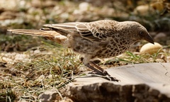 Histurgops ruficauda