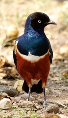 Lamprotornis superbus