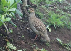 Ortygornis pondicerianus