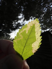 Agromyza