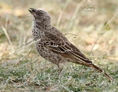 Histurgops ruficauda