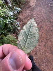 Agromyza