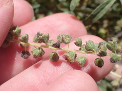Ambrosia confertiflora
