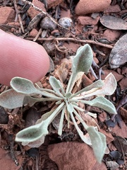 Physaria cinerea