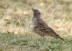 Histurgops ruficauda