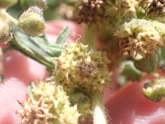 Ambrosia confertiflora