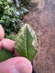 Agromyza