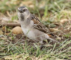Passer rufocinctus