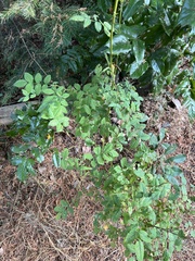 Agromyza