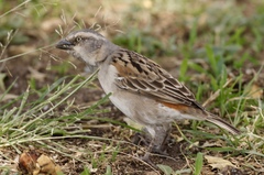 Passer rufocinctus